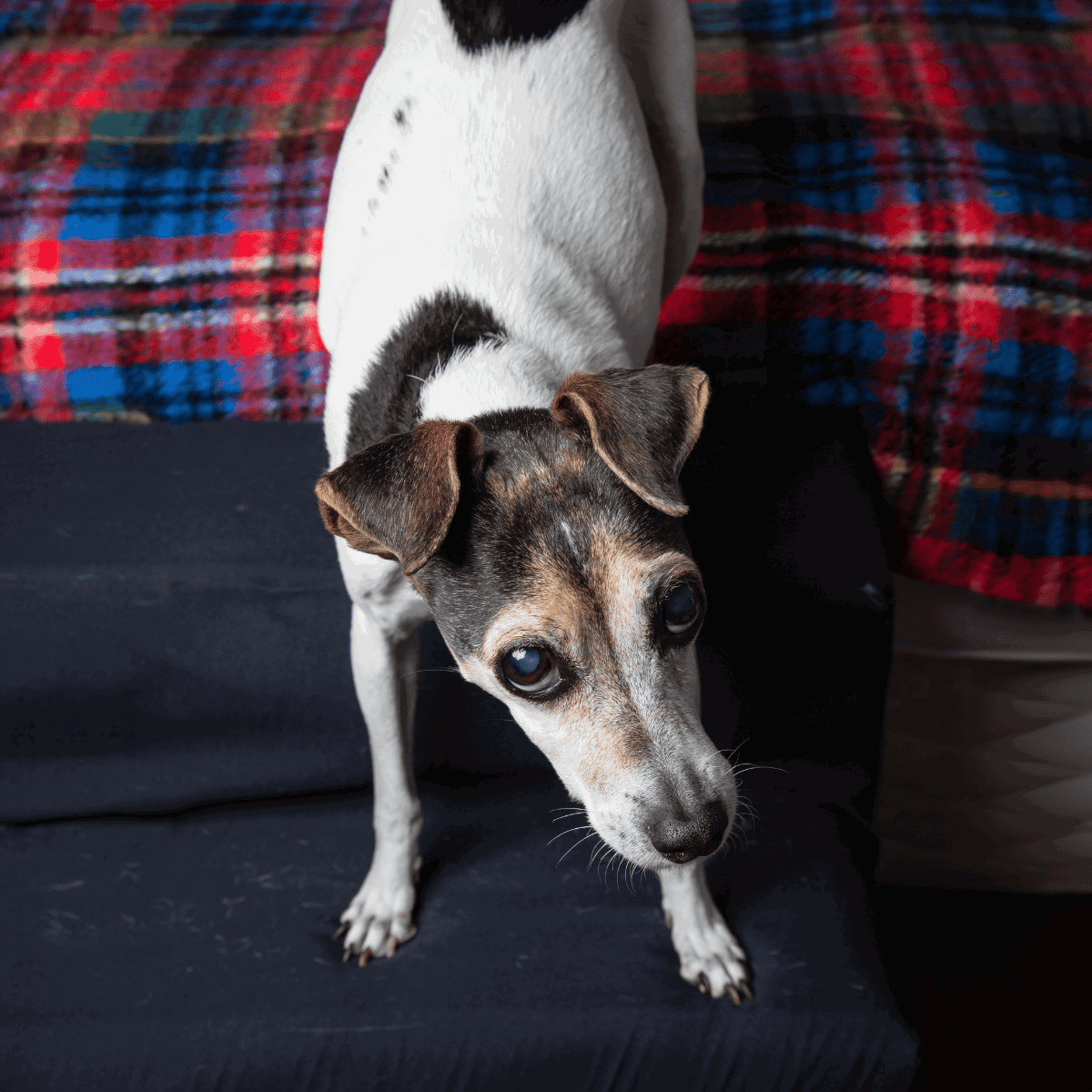 Jack Russell puppy sitting on a black couch, looking adorable and curious.
