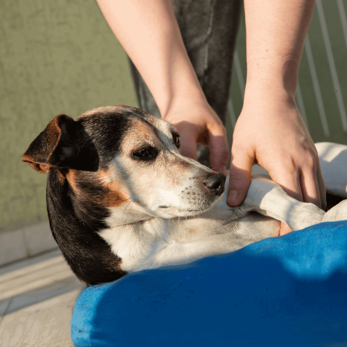Calm rescue dog being petted, showcasing the importance of pet comfort and welfare.