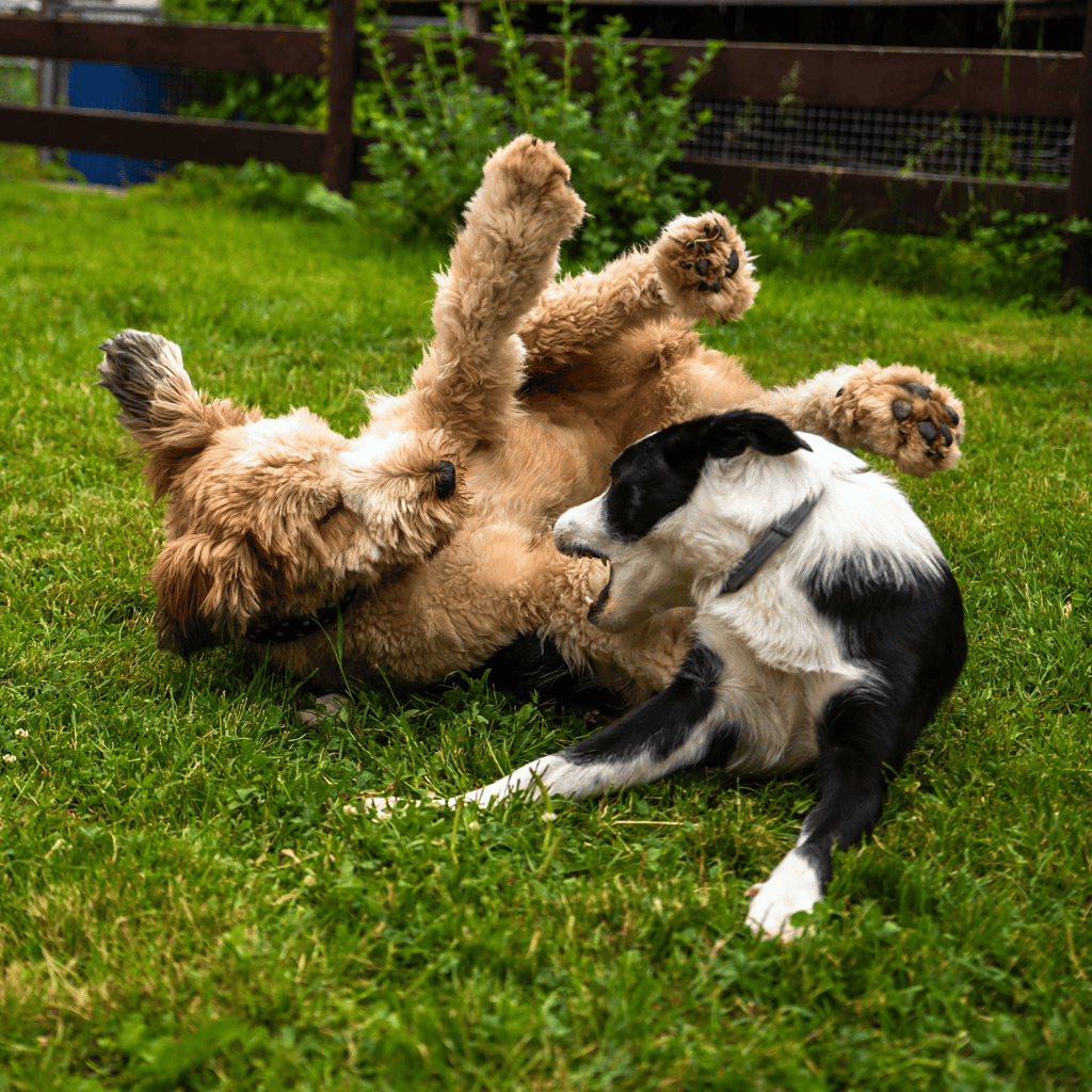 Briard Does This Breed Get Along With Other Pets