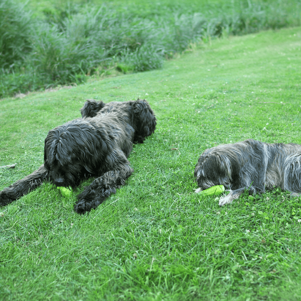 Briard Food & Diet Requirements
