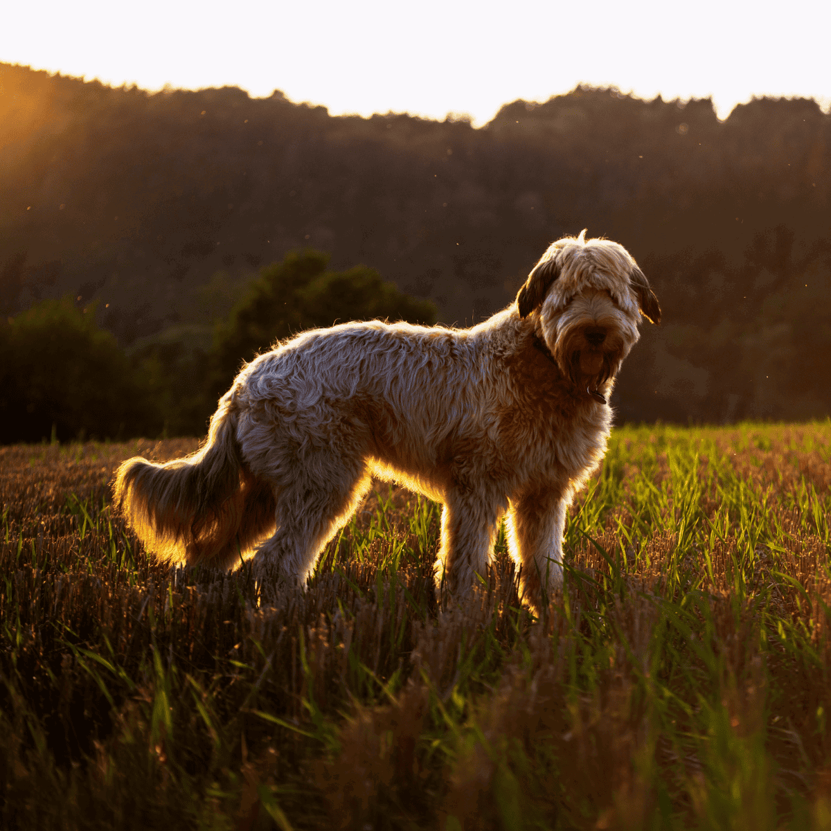 Dog rescue and adoption - friendly dog standing in field during sunset.