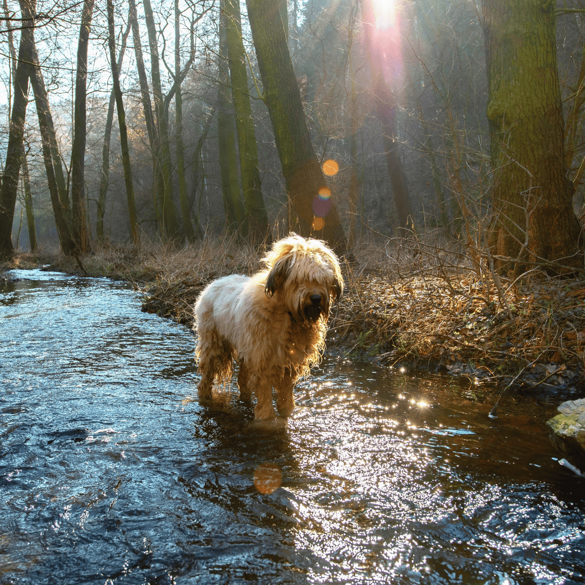 Dog standing in a stream surrounded by trees.