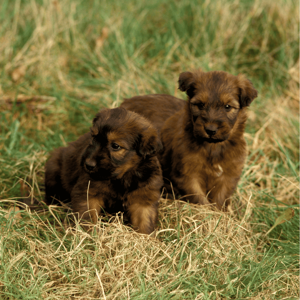 Briard Puppies