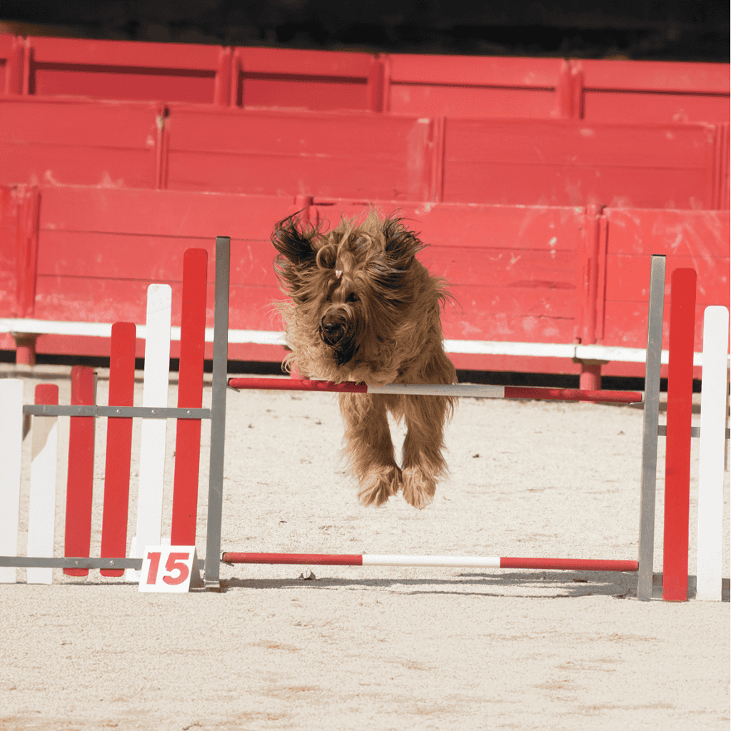 Briard Training