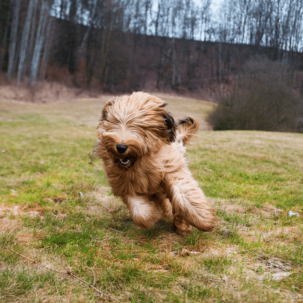 Briards Move in a Special Way