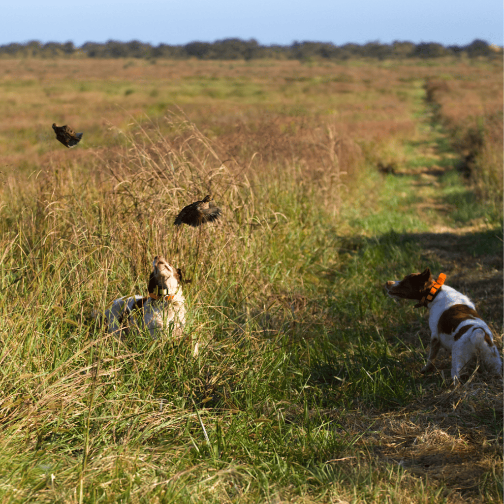 Brittanies Among the Most Versatile of Bird Dogs