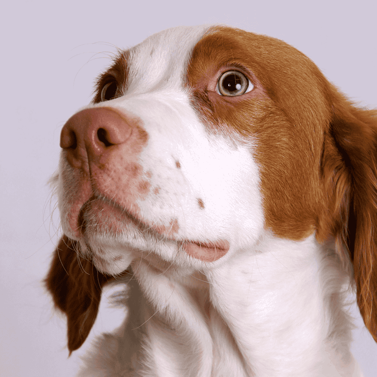 In-depth dog grooming and health tips for happy, clean, and healthy furry friends. Discover expert advice at Dogfix.com.