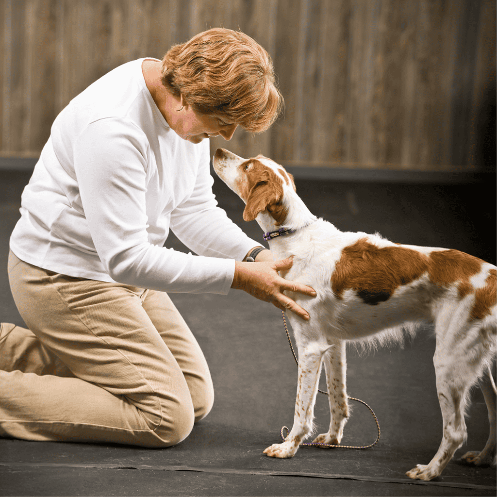 Brittany Are These Dogs Good For Families