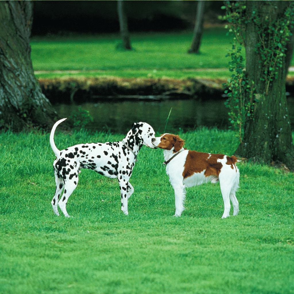 Brittany Does This Breed Get Along With Other Pets