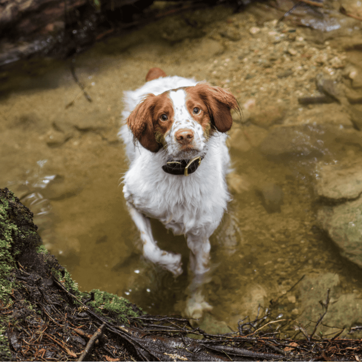 Cute hunting dog standing in shallow stream with muddy paws and brindle and white fur.