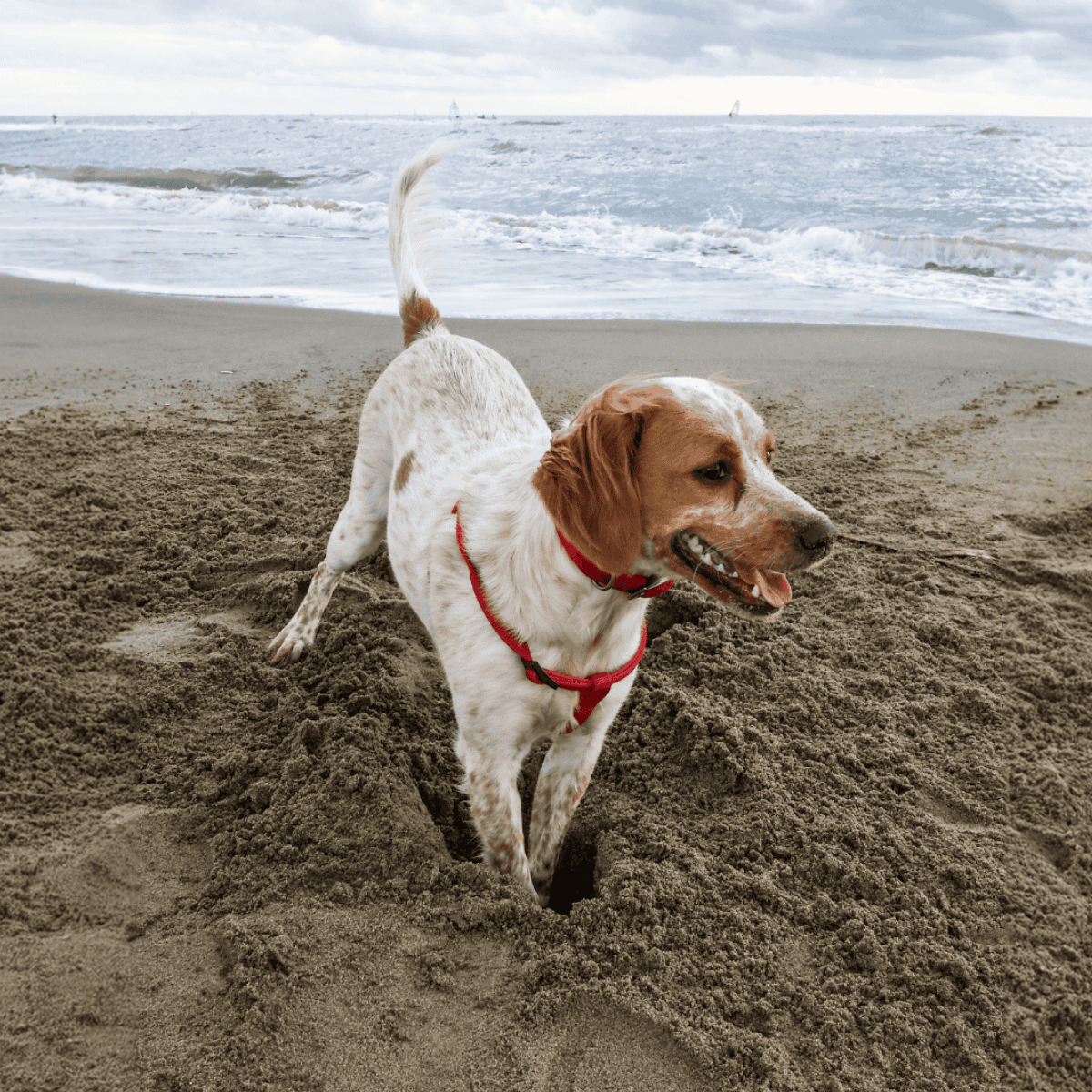 Happy dog digging in the sand at the seaside, exploring and having fun.