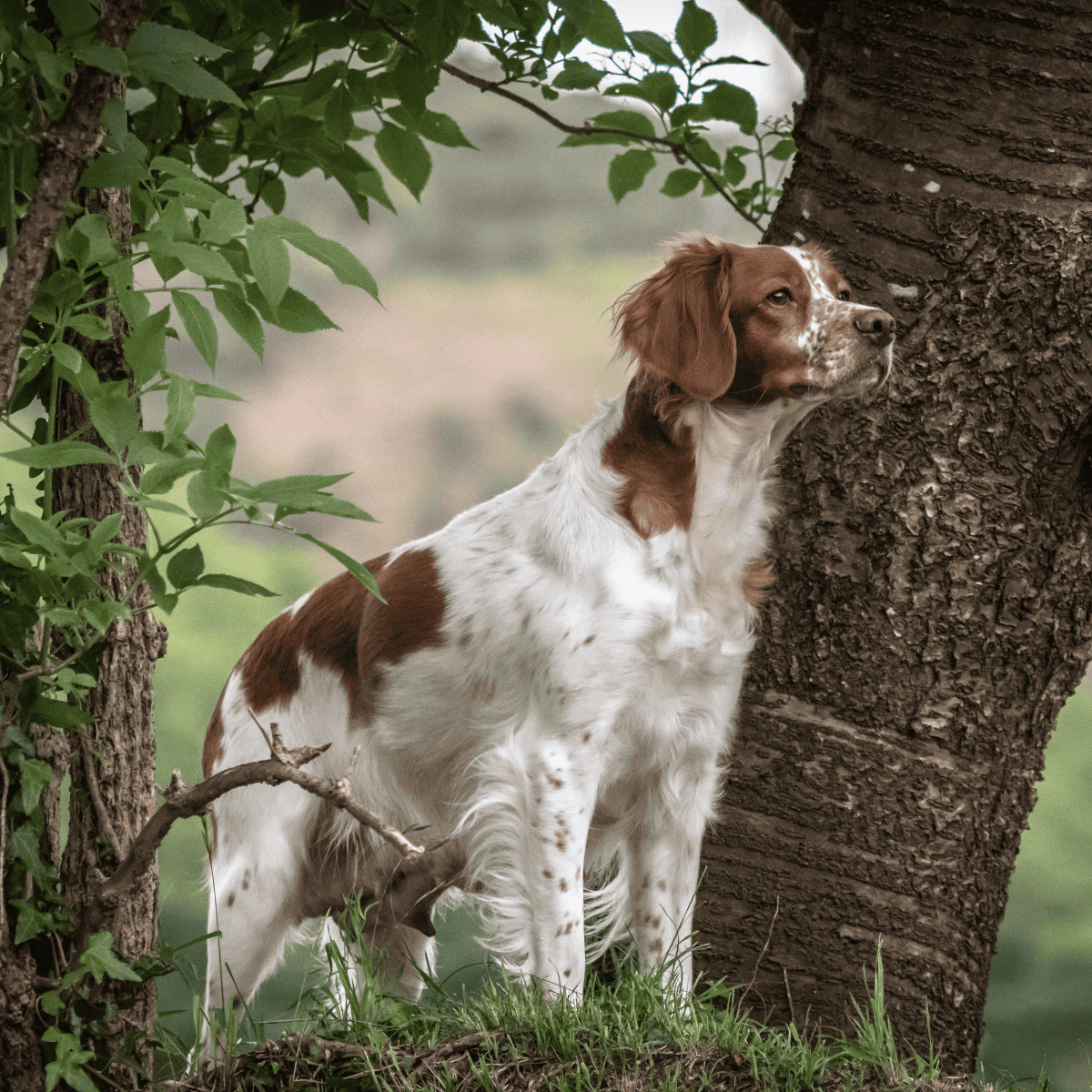Dog standing beside a tree, gazing into the distance in a natural park setting.