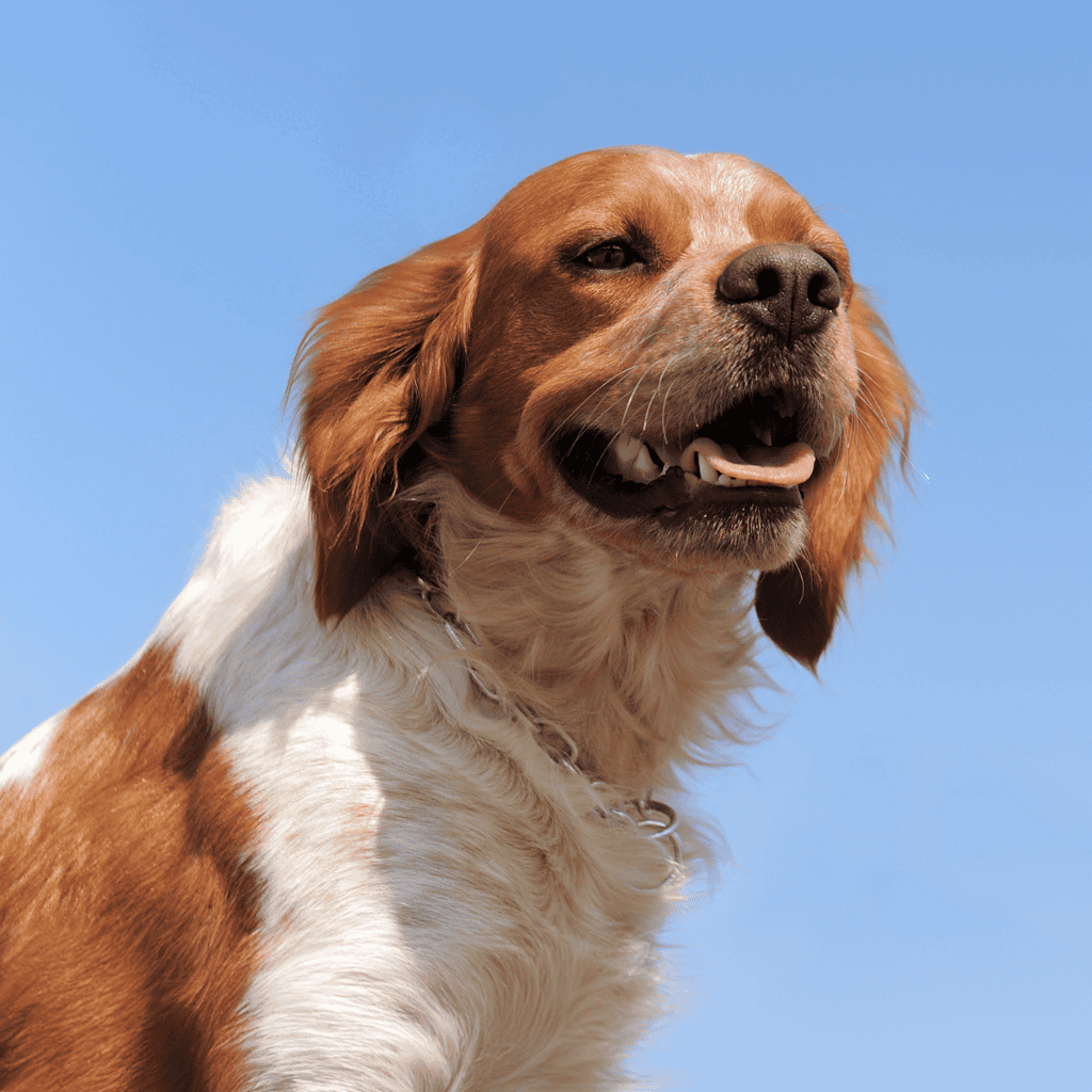 Brittany The Breed’s Name Changed in 1982