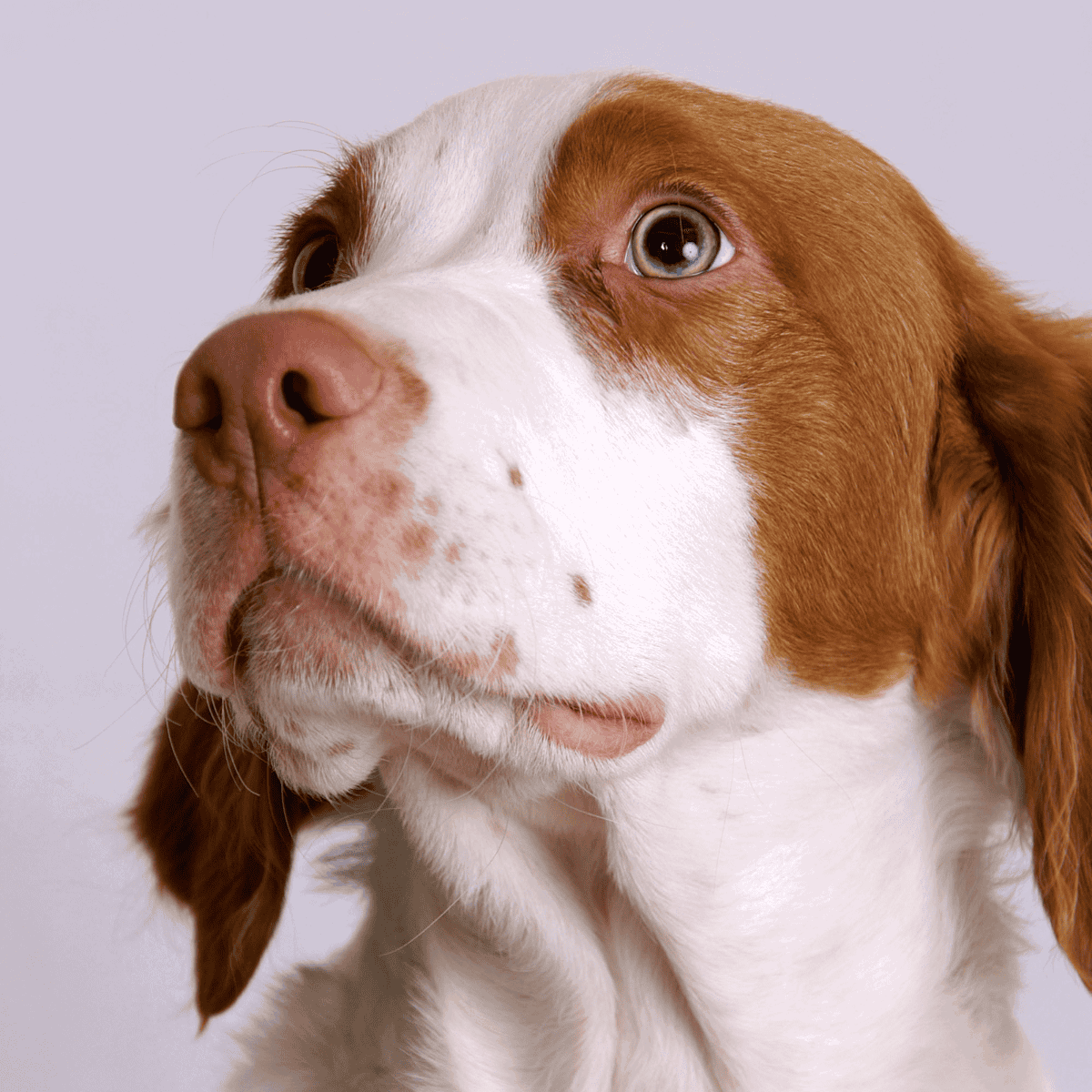 In-depth dog grooming and health tips for happy, clean, and healthy furry friends. Discover expert advice at Dogfix.com.