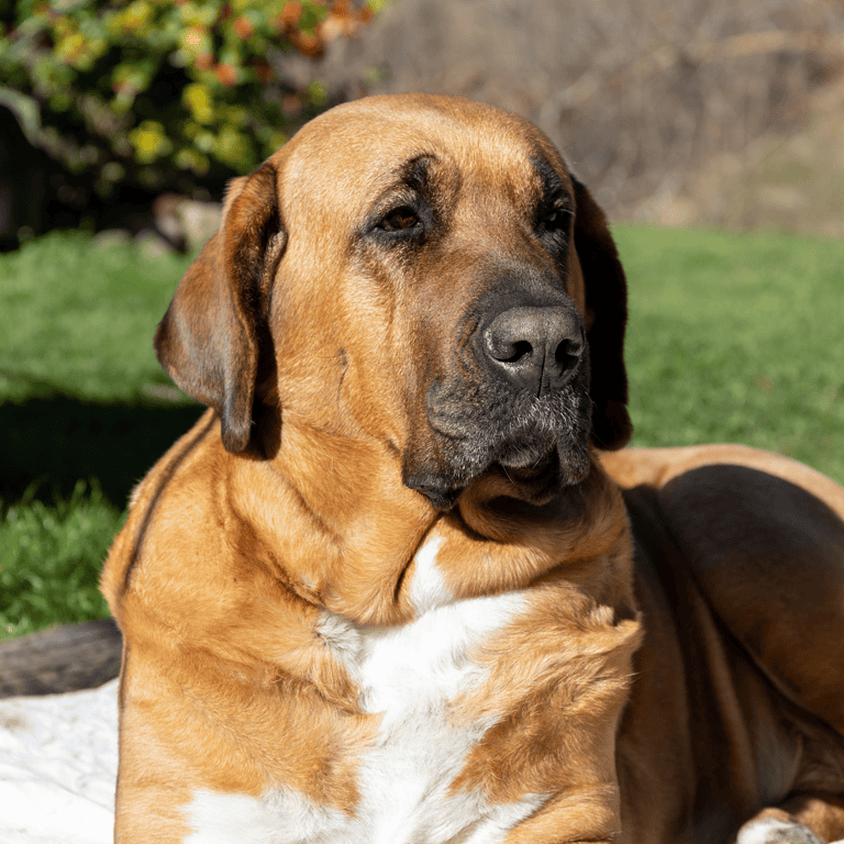 Close-up of a large, relaxed dog lying outdoors with a lush green background.