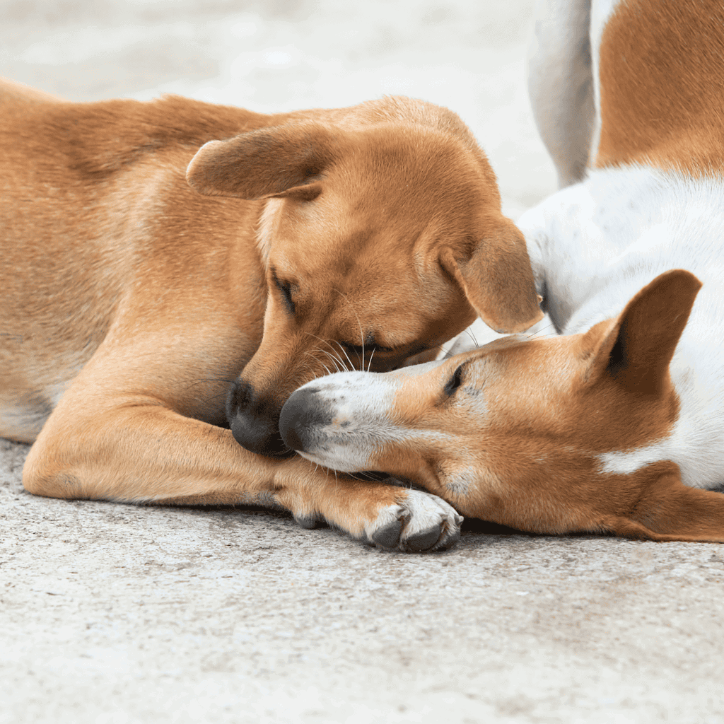 Adorable dogs cuddling, showing companionship, love, and friendship.