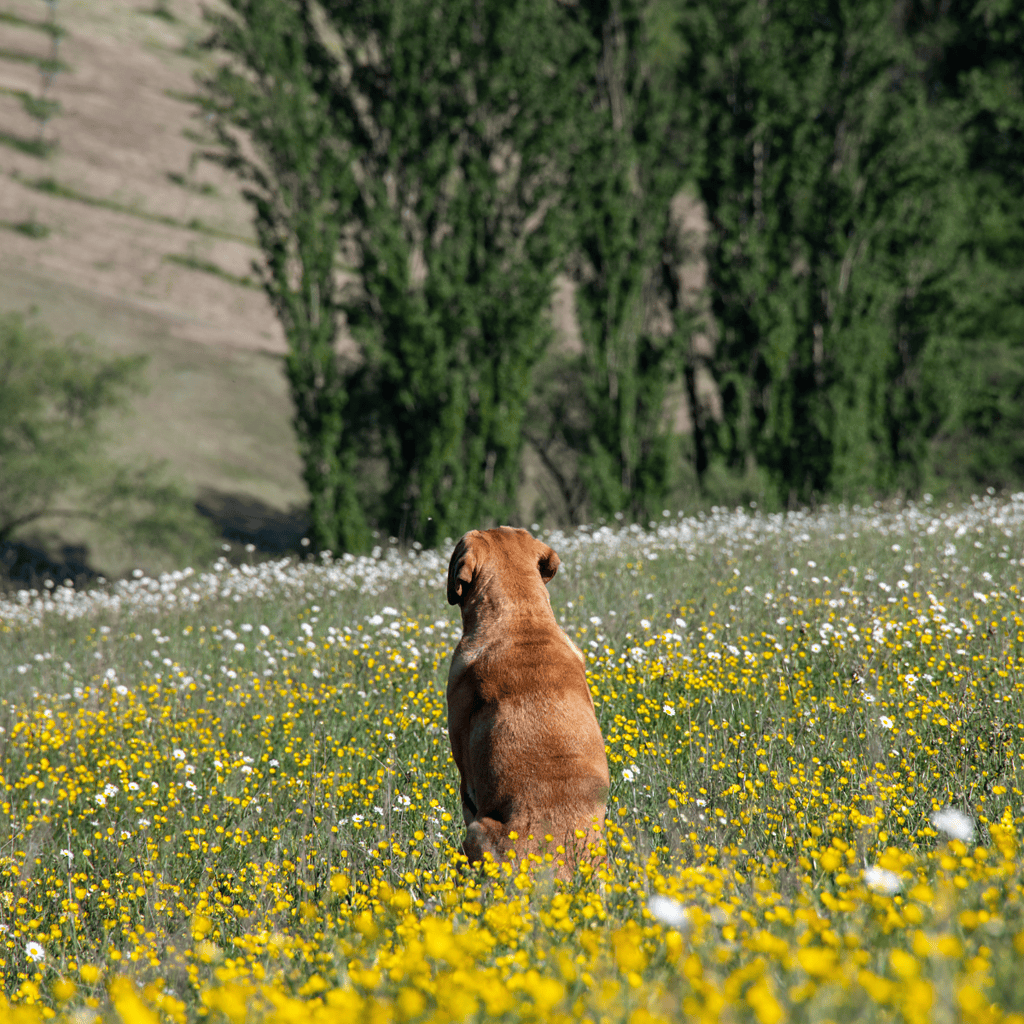 Dog relaxing in a vibrant wildflower field surrounded by nature, perfect for outdoor adventures and pet health.