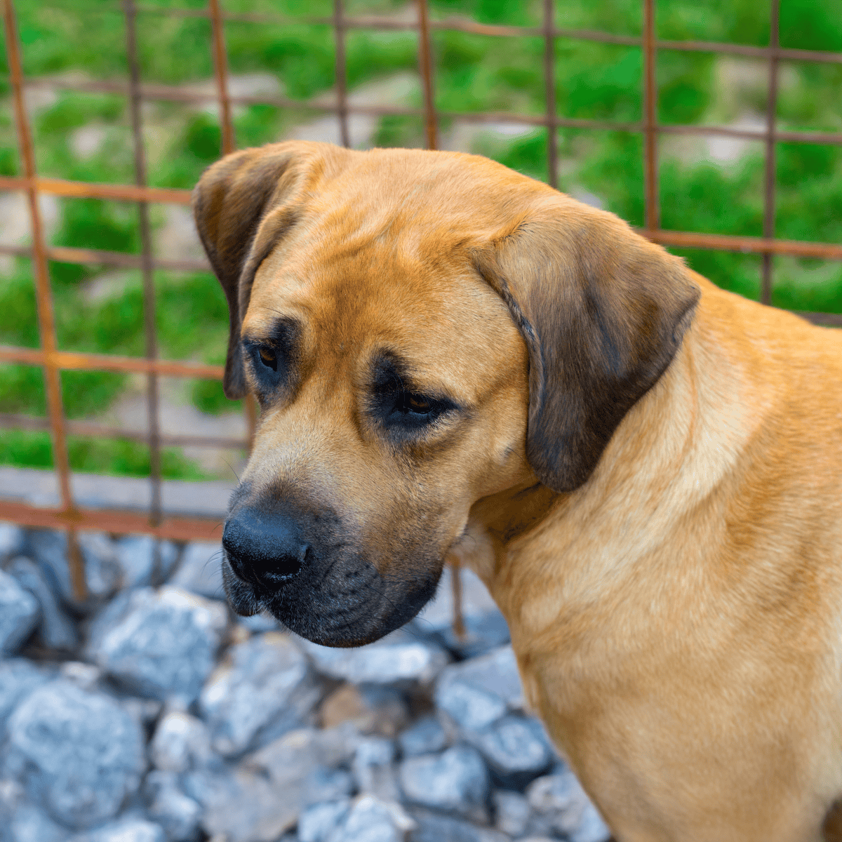 Close-up of a soulful brown dog with droopy ears standing in an outdoor enclosure.