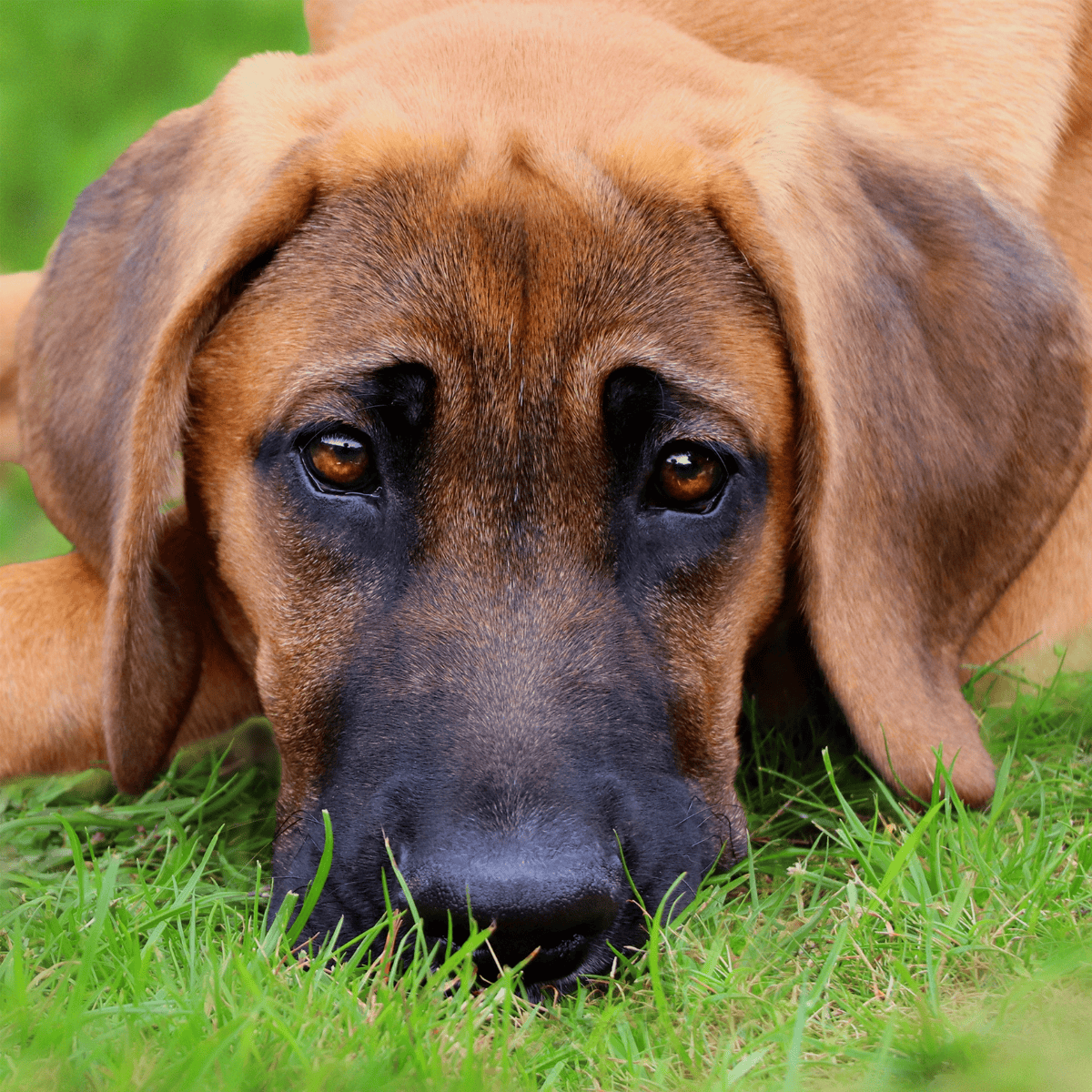 Close-up of a brown dog lying on grass, showcasing calm and content expression.