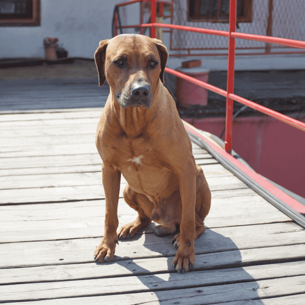 Adopt a loving and friendly dog from the shelter, ready for a forever home.