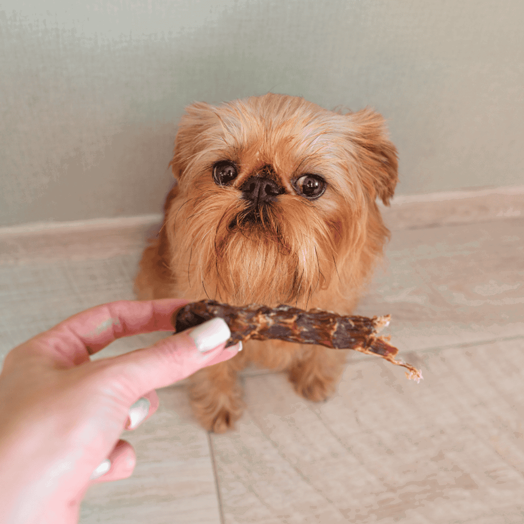 Brussels Griffon Food & Diet Requirements