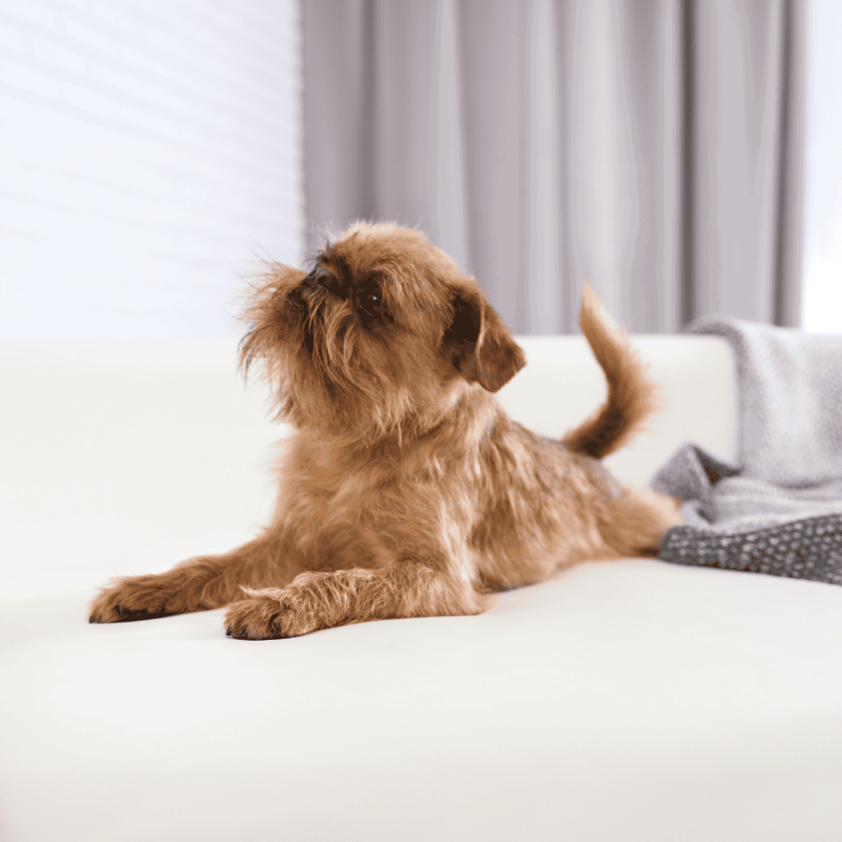 Adorable brown Dachshund lying on a white sofa, perfect for dog care and pet lifestyle content.