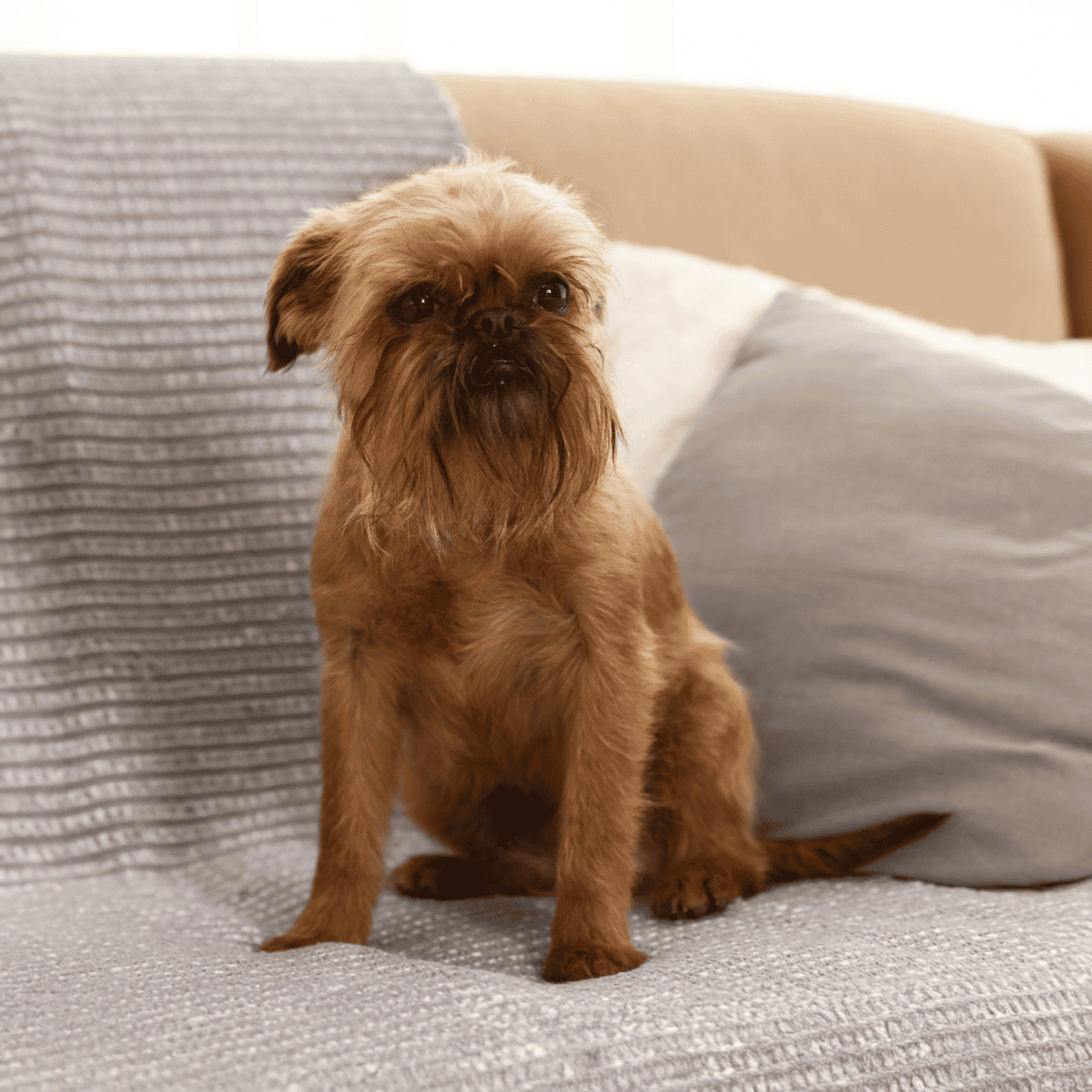Dog sitting on sofa with cozy pillows, cute and calm pet.