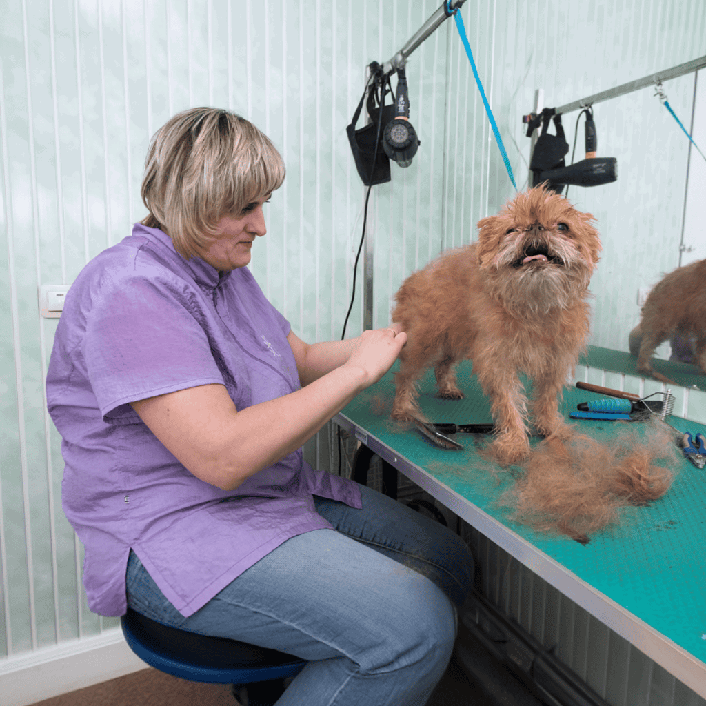 Brussels Griffon Grooming