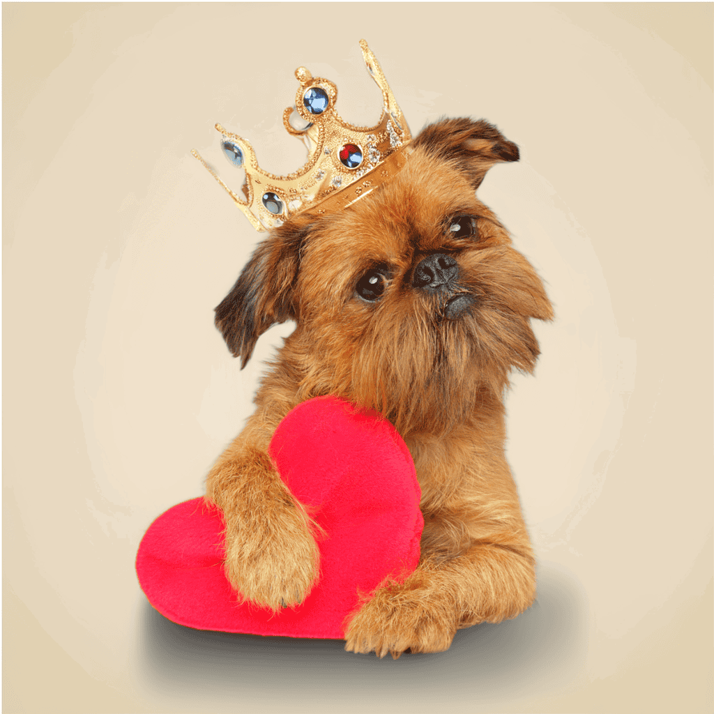 Brussels Griffon Royalties love them