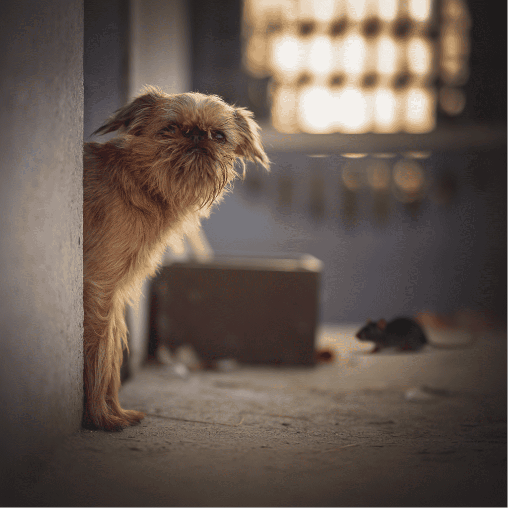 Brussels Griffons are Rat Hunters in Disguise