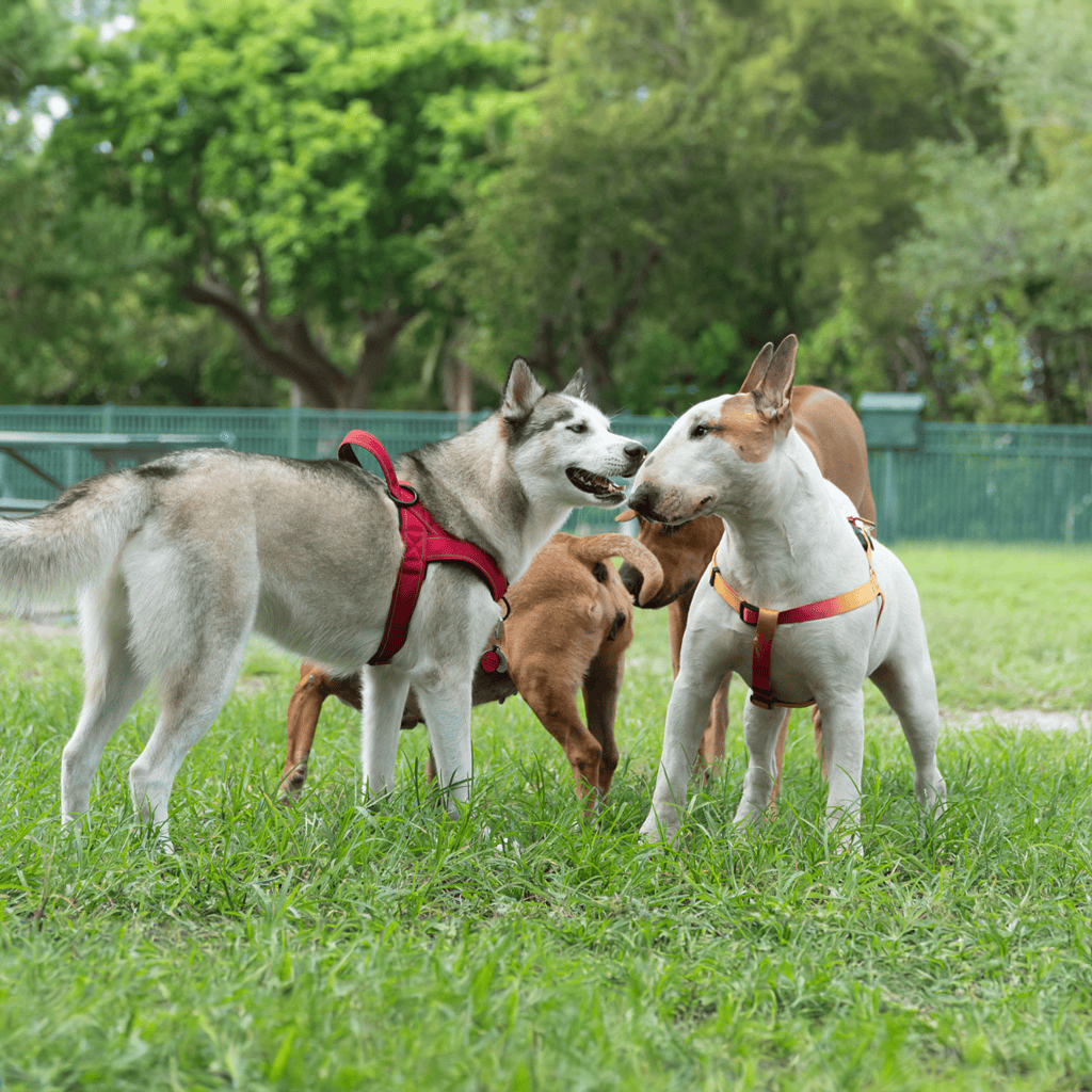 Friendly dogs interacting outdoors on grass.