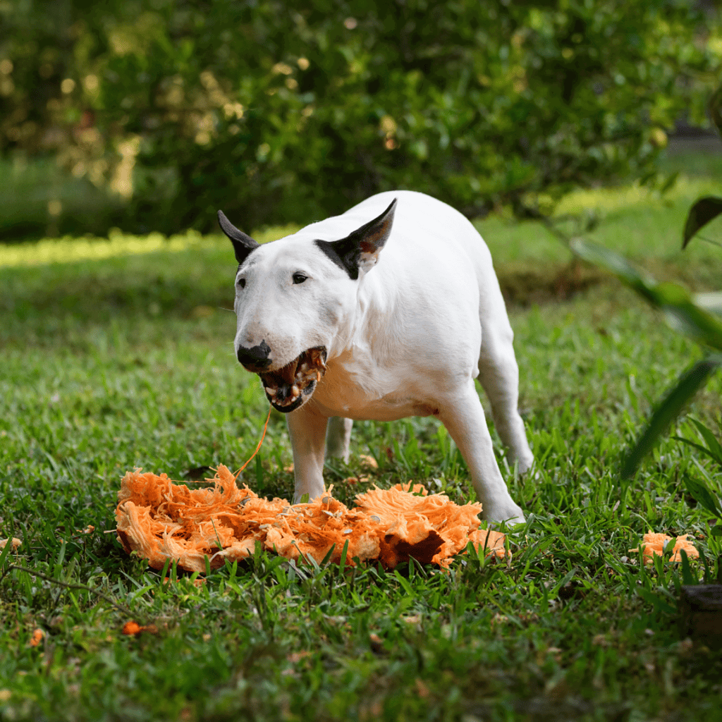 Bull Terrier Food & Diet Requirements