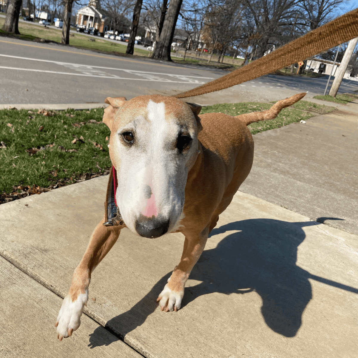 Adorable dog with serious eyes on a leash during walk, capturing the essence of pet companionship.