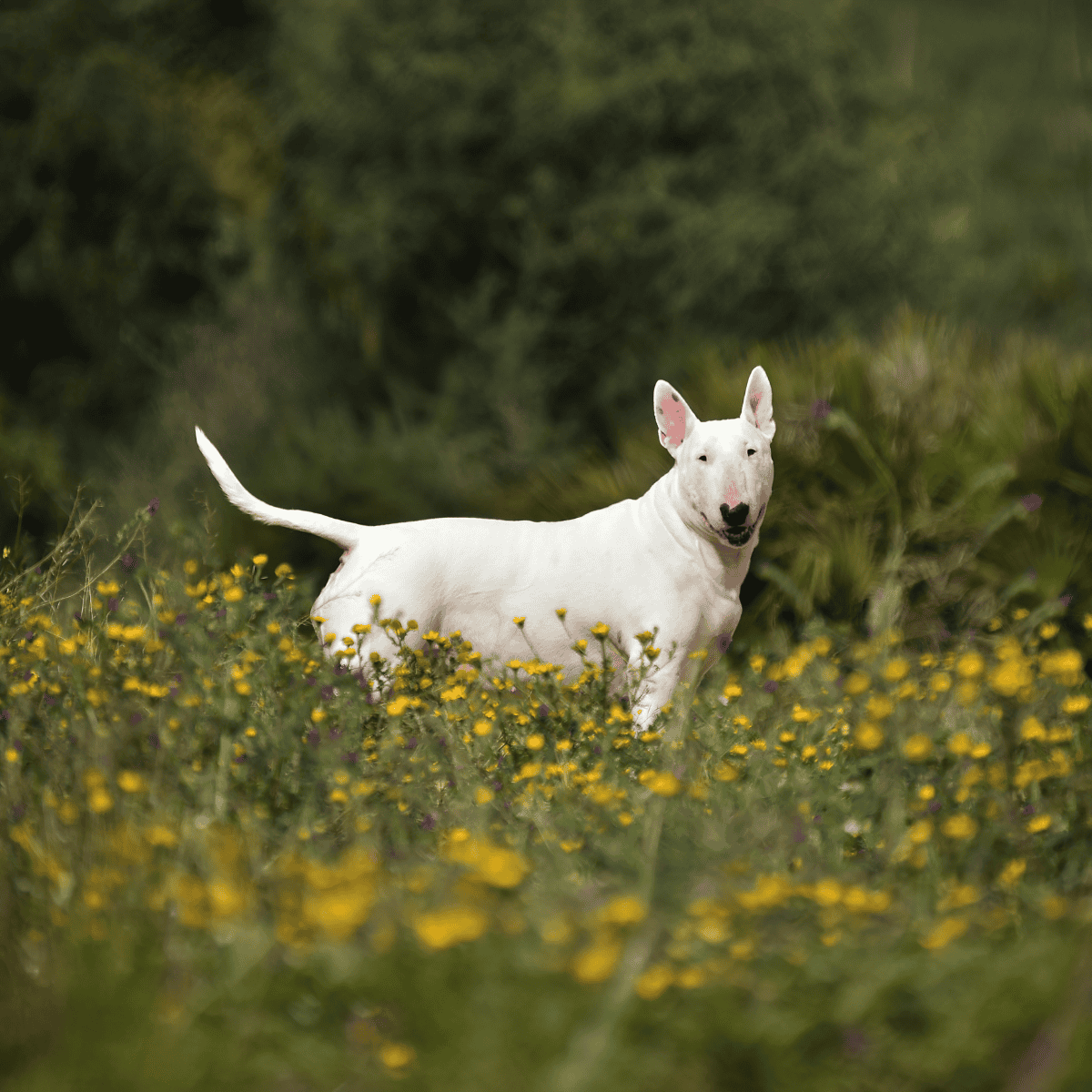 Friendly Bull Terrier in a natural outdoor setting with yellow flowers and lush green foliage.