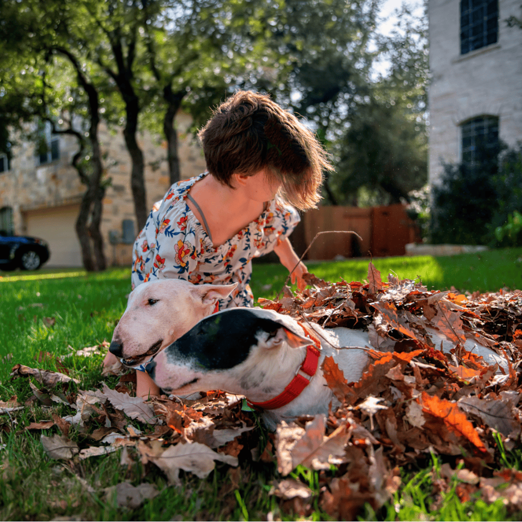 Bull Terrier Male Vs. Female