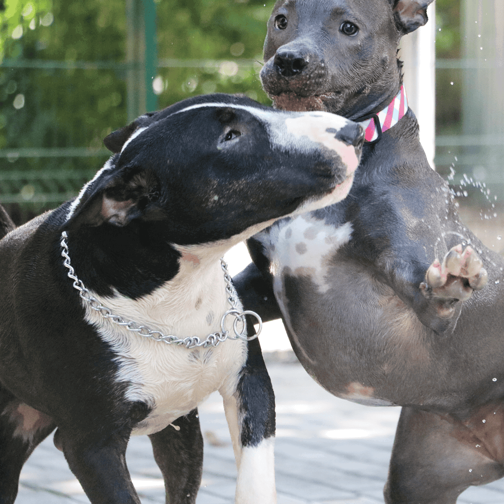 Bull Terriers Were Bred to Fight