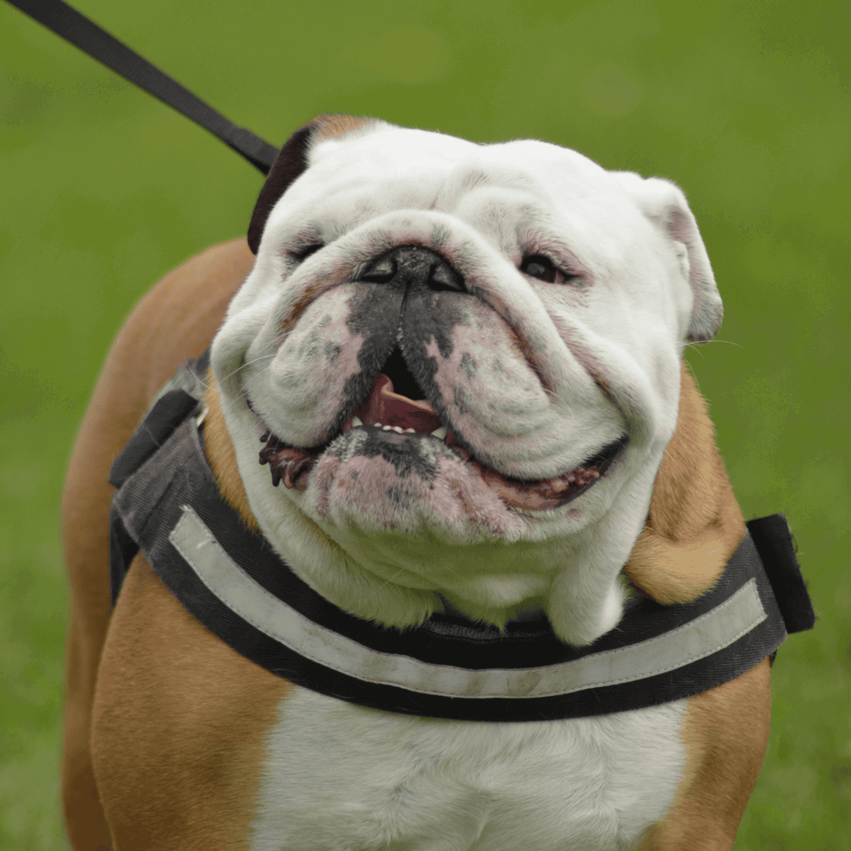 Adorable bulldog wearing harness outdoors, joyful expression, green grassy background.