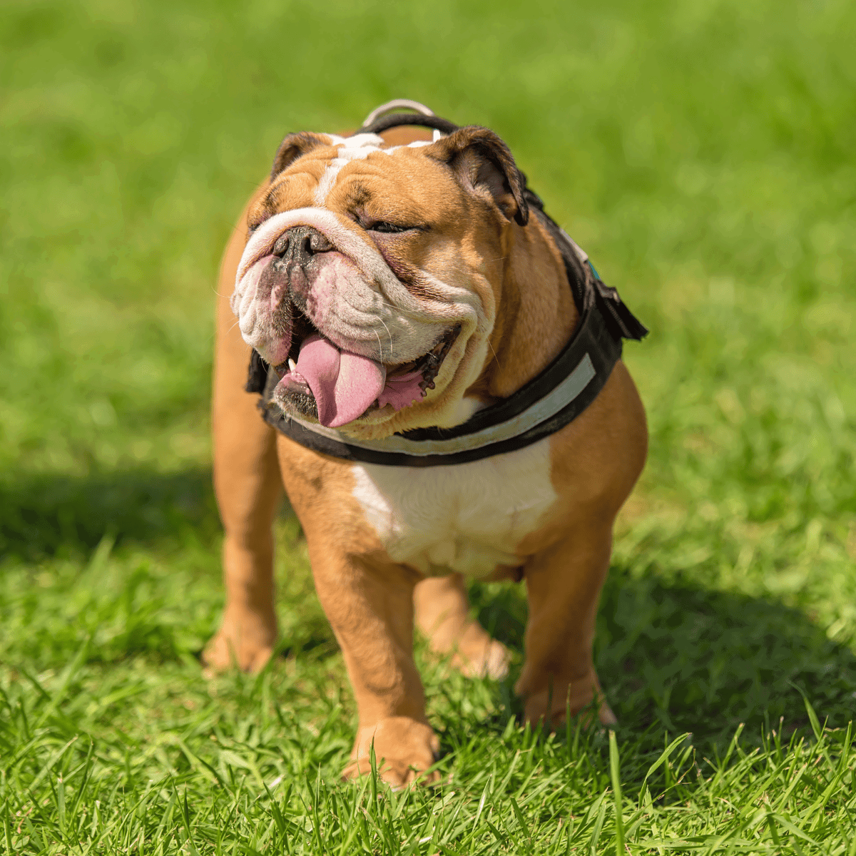 Cute bulldog with a joyful expression, sticking out tongue while playing outdoors.