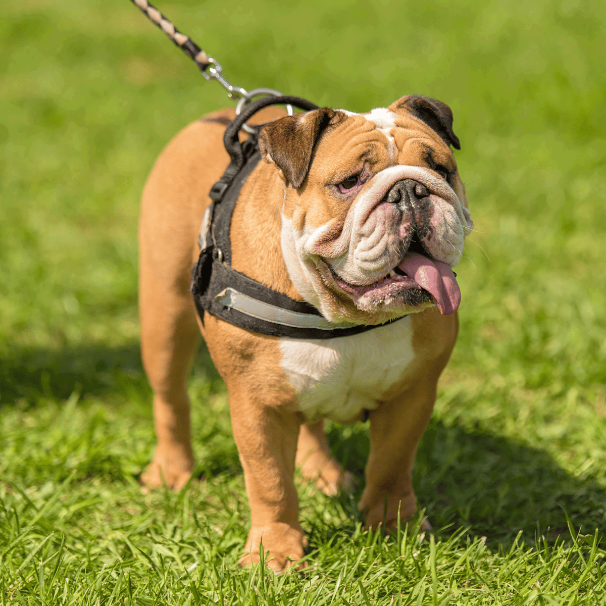 Adorable bulldog wearing a harness during walk in green park.