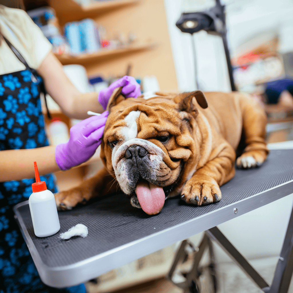 Dog being vaccinated or examined by vet with a cute bulldog.