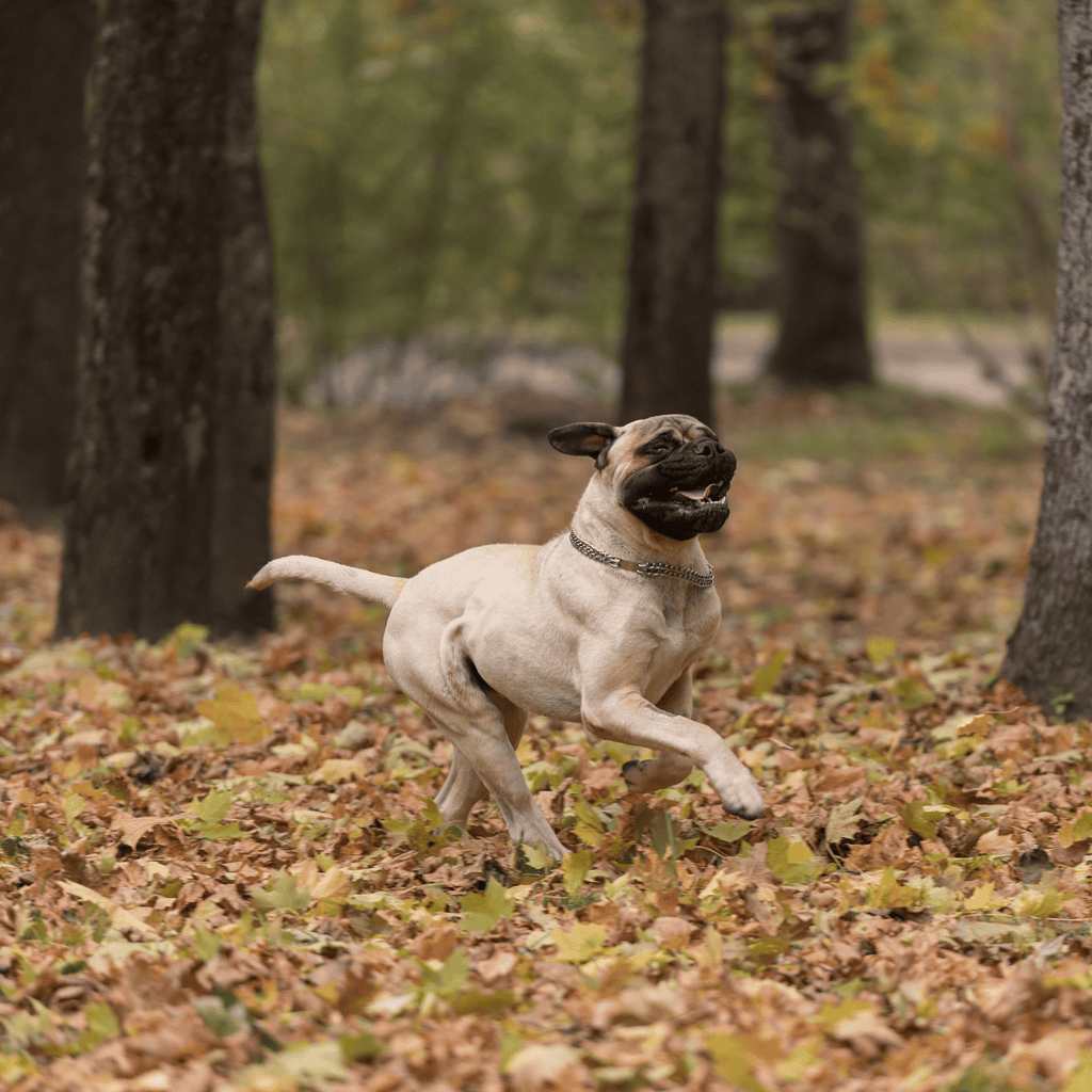 Bullmastiff Exercise