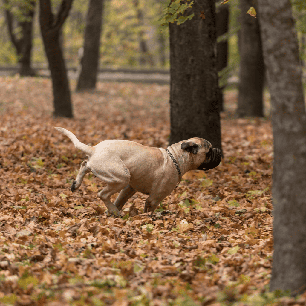 Bullmastiff Final Thoughts