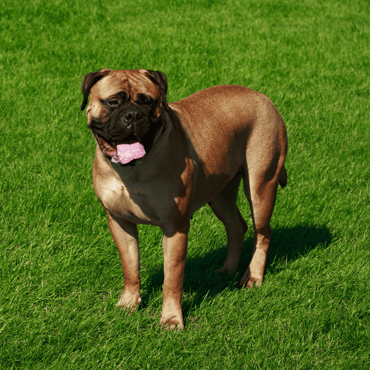 Friendly Bullmastiff stands on grass, showcasing its muscular build and gentle expression.