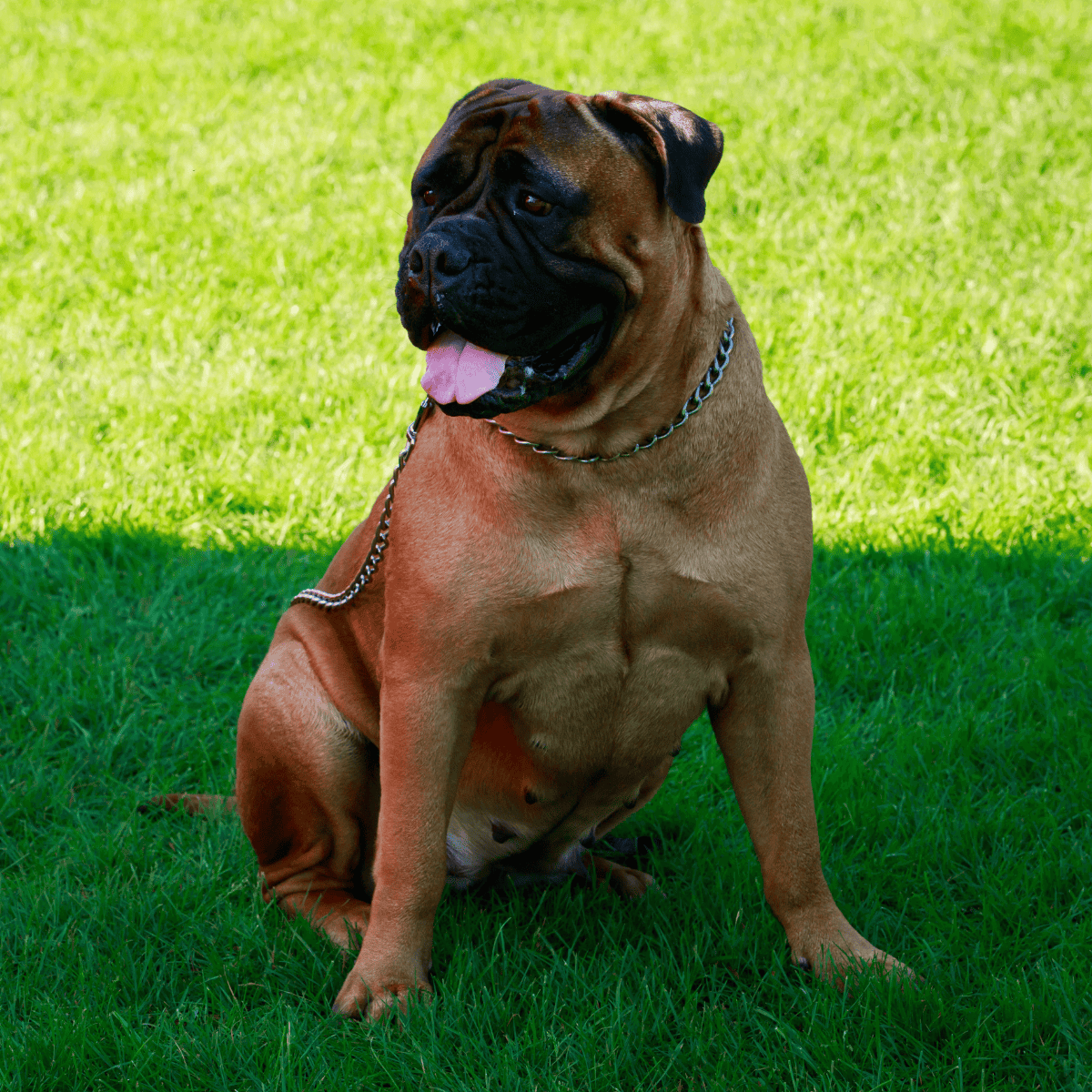 Large Mastiff breed dog sitting on green grass with a happy expression and chain collar.