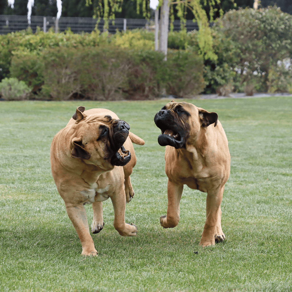 Cute French Bulldogs playing and barking on green grass outdoors.