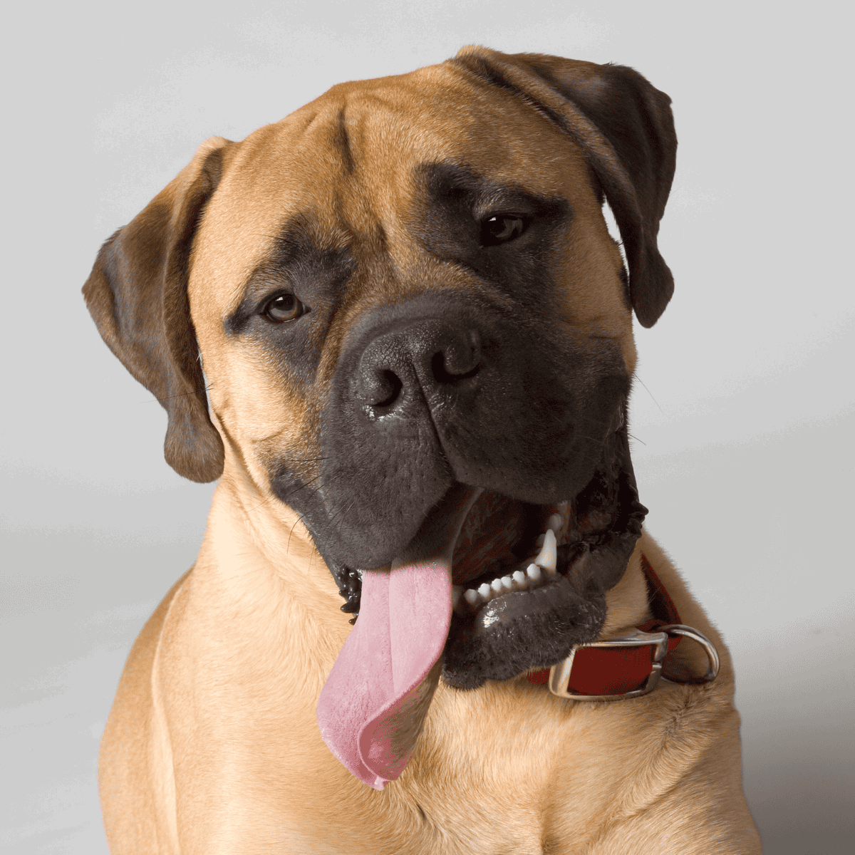Dog with licked tongue and adorable expression, looking into camera.