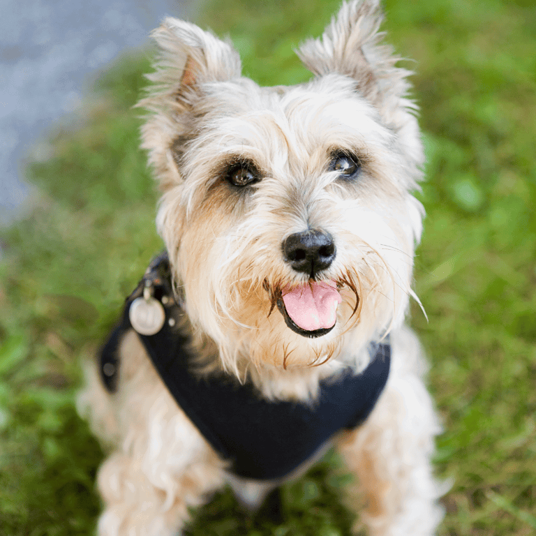 Adorable dog wearing a harness, smiling and sitting on the grass outdoors.