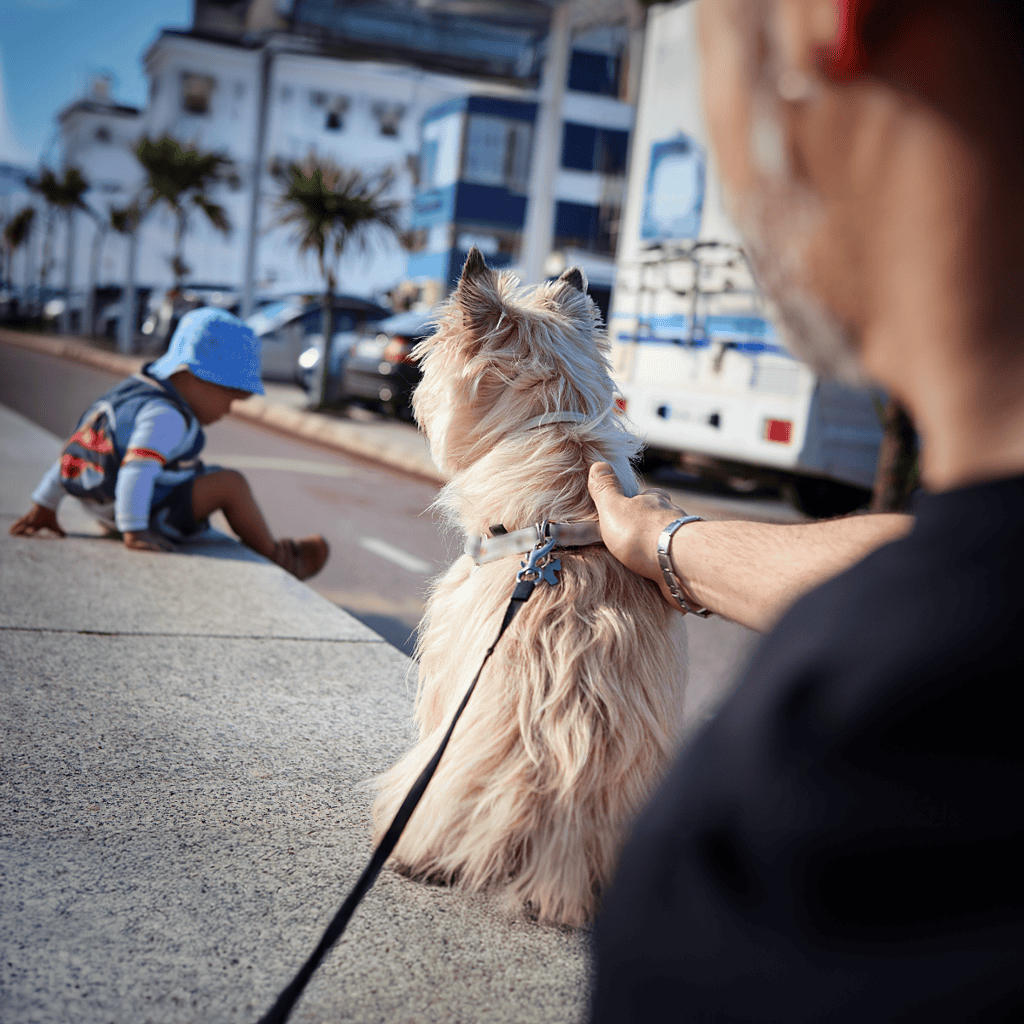 Friendly therapy dog during a walk with owner in city street.