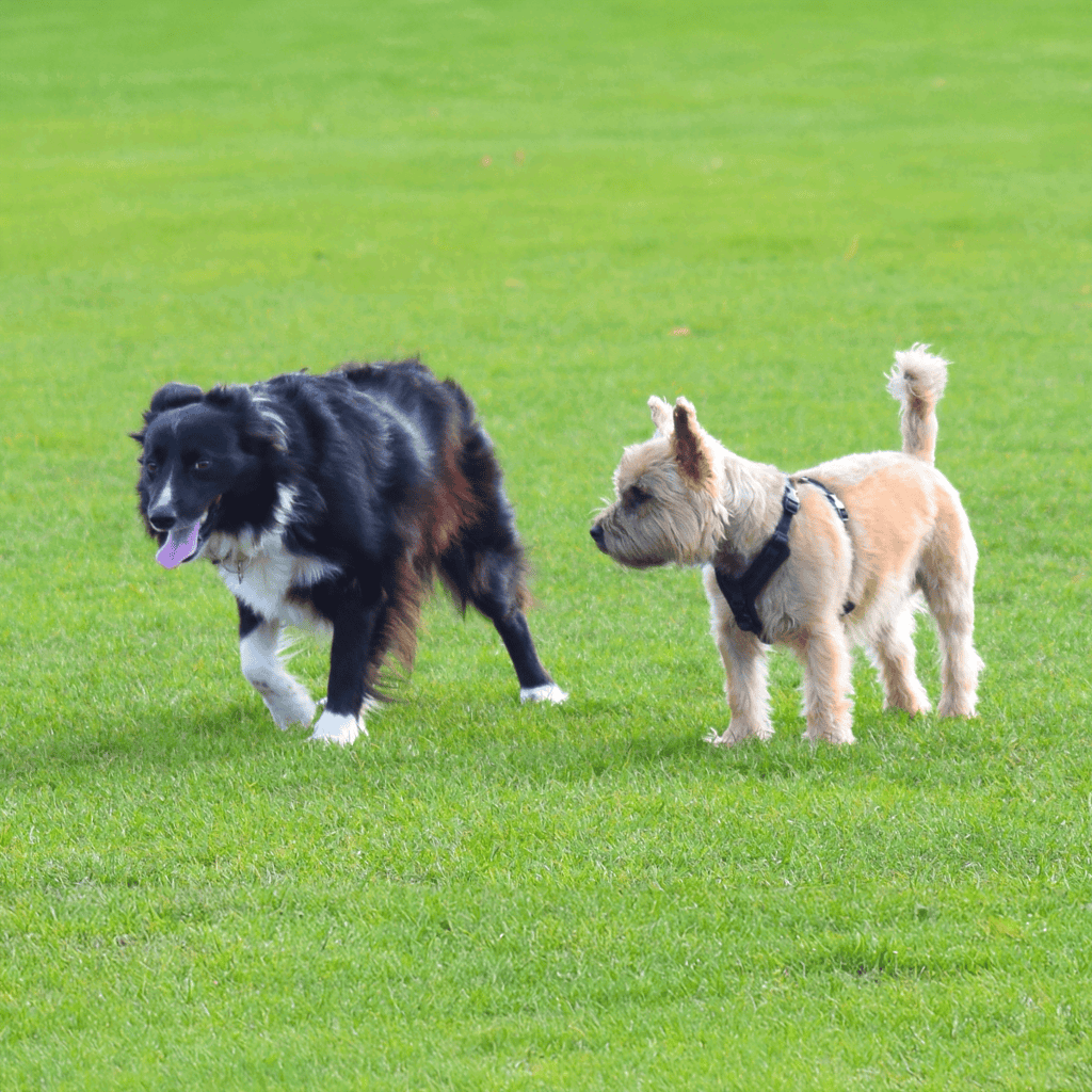 Two dogs playing on lush green grass with one herding the other.