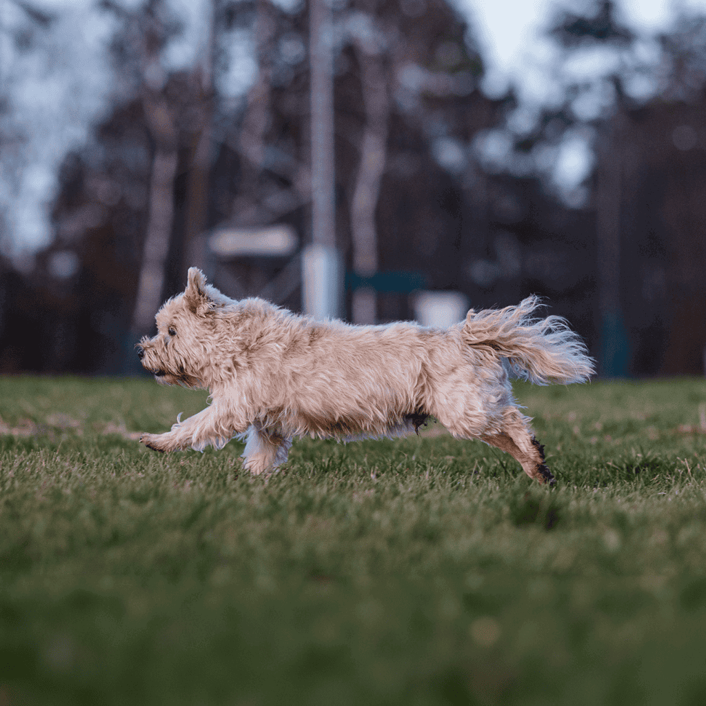 Adorable fluffy dog playing in a grassy field outdoors, enjoying active outdoor time.
